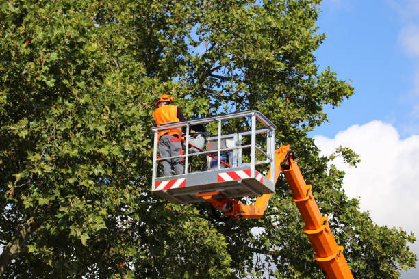 Best Tree Cabling and Bracing  in Winters, TX