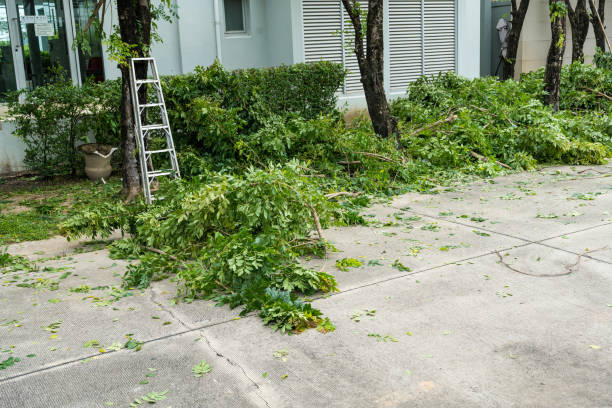  Winters, TX Tree Services Pros
