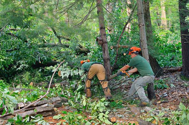 Landscape Design and Installation in Winters, TX