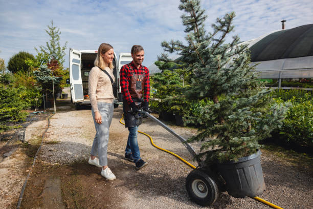 Best Stump Grinding and Removal  in Winters, TX